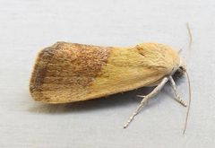 Ponometia bicolorata