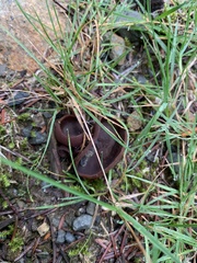 Peziza badiofusca