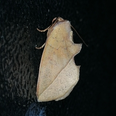 Apela