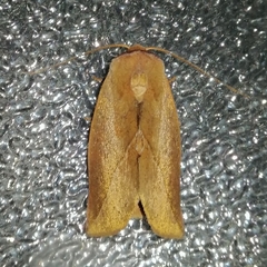Apela