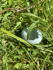 Threskiornis molucca