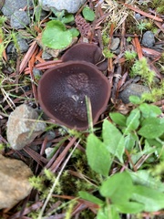 Peziza badiofusca
