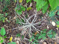 Tillandsia schiedeana