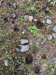 Peziza badiofusca