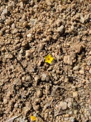 Leptosiphon chrysanthus