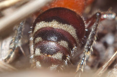 Timulla ferrugata