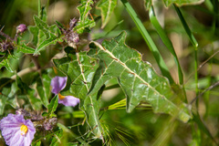 Solanum cinereum
