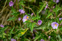 Solanum cinereum