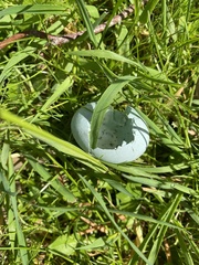 Threskiornis molucca