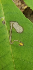 Ectoedemia virgulae