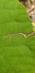 Ectoedemia virgulae