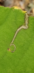 Ectoedemia virgulae