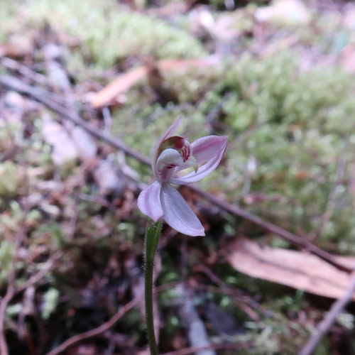 Image of Caladenia mentiens by no rights reserved