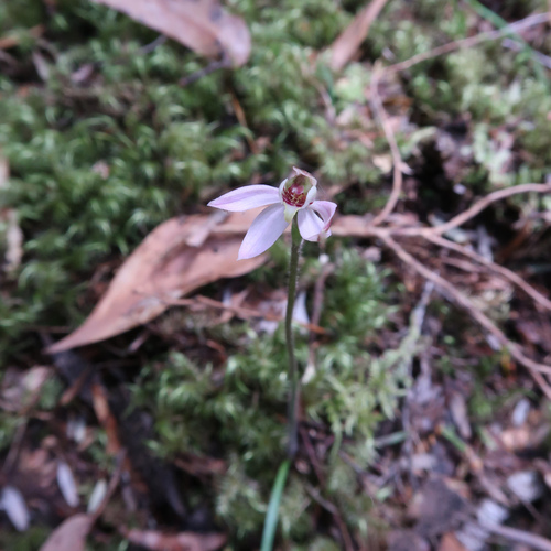 Image of Caladenia mentiens by no rights reserved