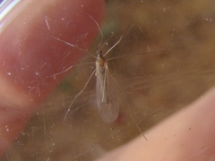 Trichocera bimacula