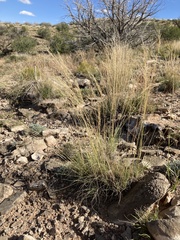 Muhlenbergia setifolia