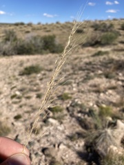 Muhlenbergia setifolia