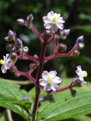 Miconia conospeciosa