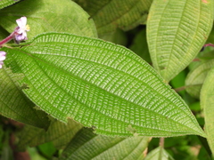 Miconia conospeciosa