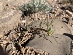 Euphorbia exstipulata