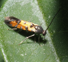 Neoheliodines