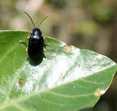 Lysathia ludoviciana
