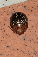 Paropsisterna cernua