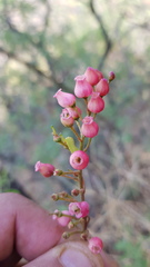 Comarostaphylis glaucescens