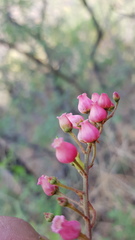 Comarostaphylis glaucescens