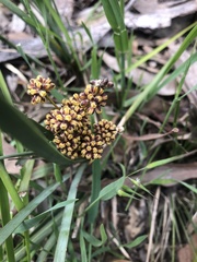 Lomandra multiflora dura