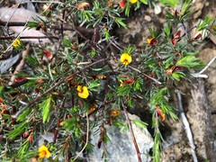 Pultenaea tenuifolia