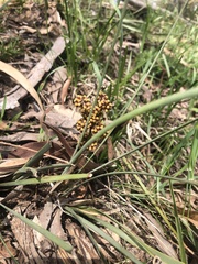 Lomandra multiflora dura