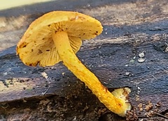Pholiota subsulphurea