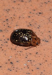 Paropsisterna cernua