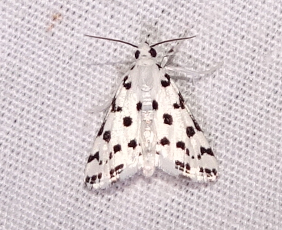 Spotted Peppergrass Moth Lepidoptera Of Cutler Park Norfolk Co Ma