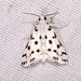 Spotted Peppergrass Moth - Photo (c) Russell Pfau, some rights reserved (CC BY-NC), uploaded by Russell Pfau