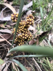 Lomandra multiflora dura