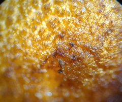 Pholiota subsulphurea