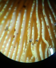 Pholiota subsulphurea
