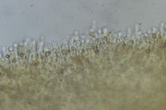 Pholiota subsulphurea