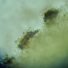 Pholiota subsulphurea