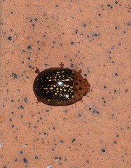 Paropsisterna cernua