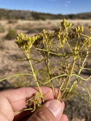 Sartwellia flaveriae