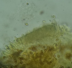 Pholiota subsulphurea