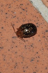 Paropsisterna cernua