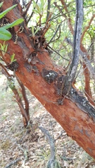 Comarostaphylis glaucescens