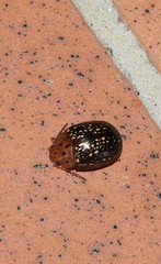 Paropsisterna cernua