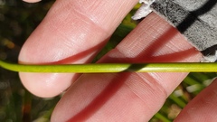 Juncus effusus austrocalifornicus