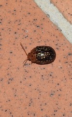 Paropsisterna cernua