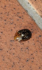 Paropsisterna cernua